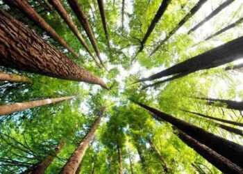 Šume štiti zakon kojeg nema: Nelegalne sječe uzimaju maha, kazne male a nadzor slab